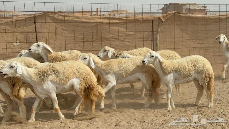 غنم حريات رخال طيبه64224840353155110