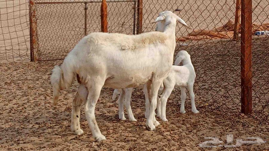 شاه ام توم تحتها 2 طليان للبيع من 3500 ريال64213597897602114