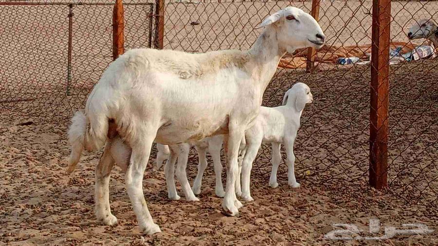 شاه ام توم تحتها 2 طليان للبيع من 3500 ريال64213597897602113