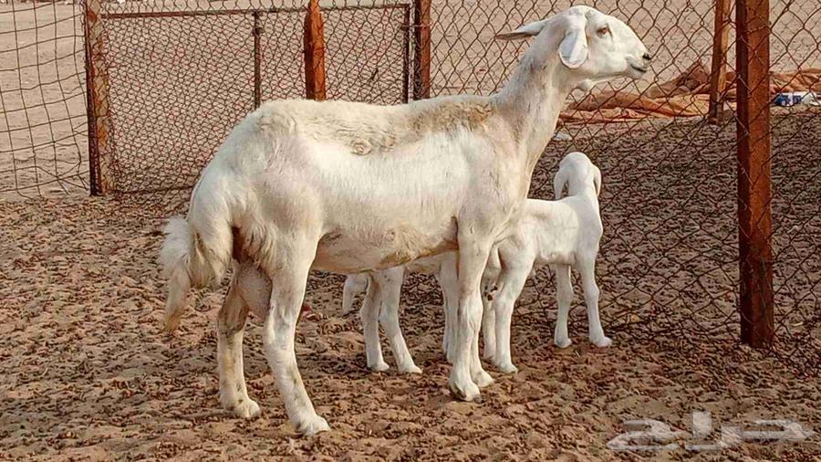 شاه ام توم تحتها 2 طليان للبيع من 3500 ريال64213597897602112