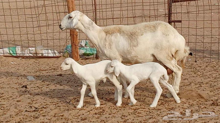 شاه ام توم تحتها 2 طليان للبيع من 3500 ريال64213597897602111