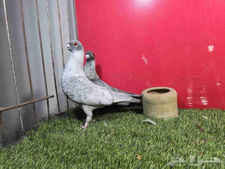 High-level Quqati Bath64218617890050114