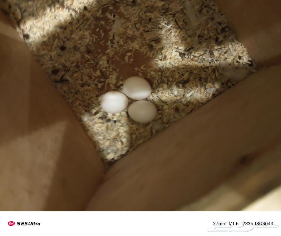 Pine nut rose pair, producing64219641713795111