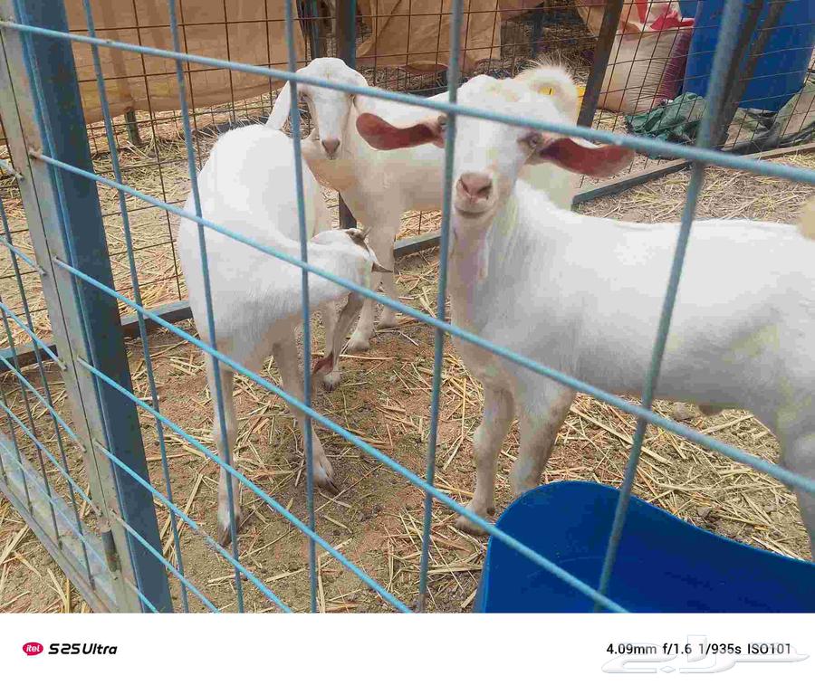 Rams and does, five months and above64213831146627110