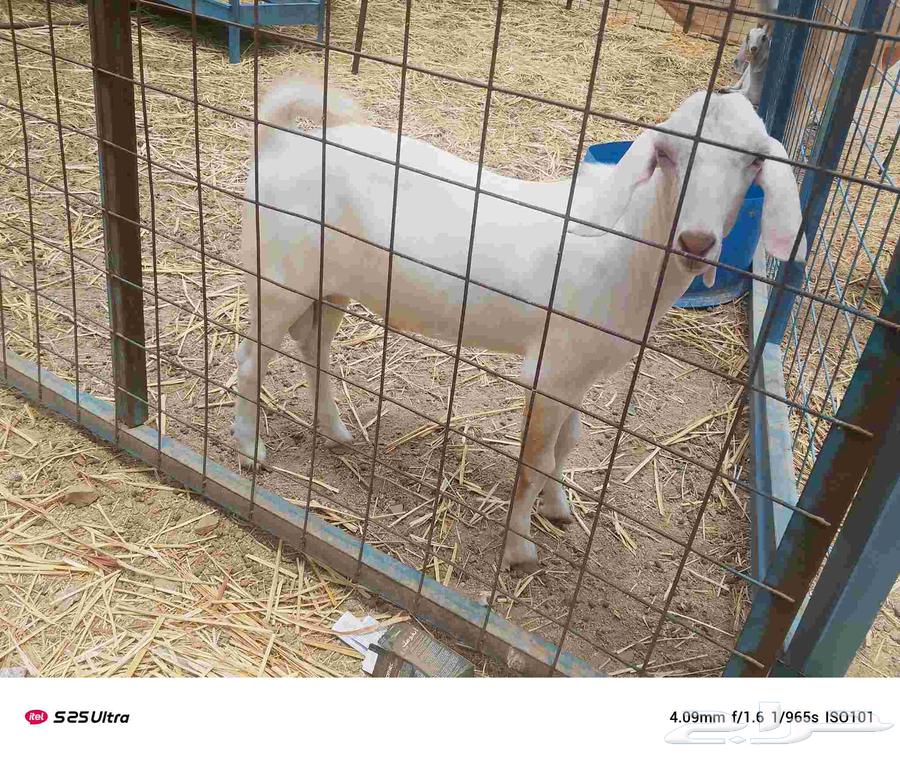 Rams and does, five months and above64213831146627113