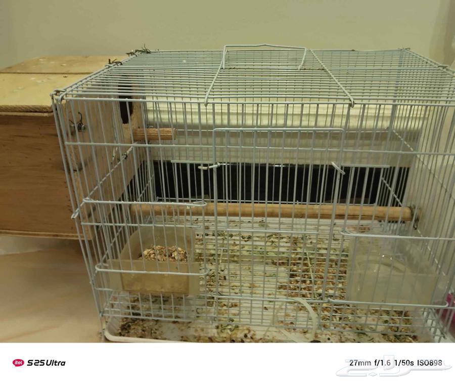 جوز روز البينو منتج تحته بيض64219041858947110