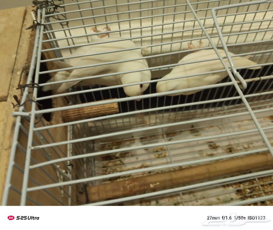 Pine nut rose pair, producing64219641713795112