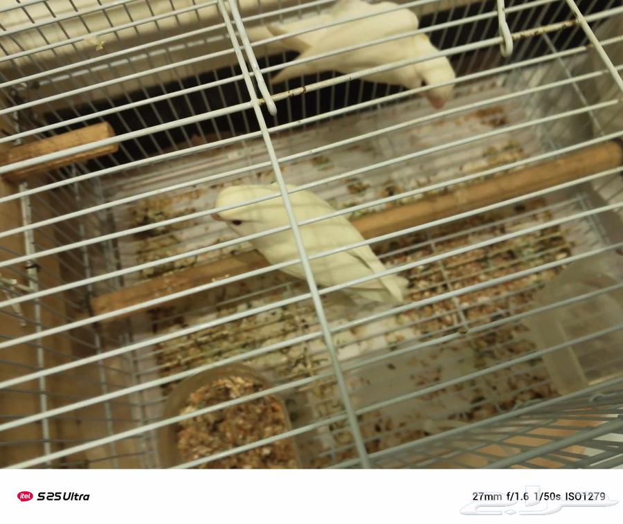 جوز روز البينو منتج تحته بيض64219041858947112