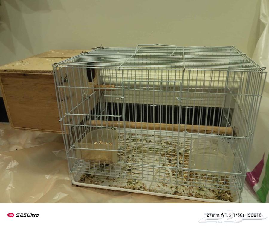 Pine nut rose pair, producing64219641713795110