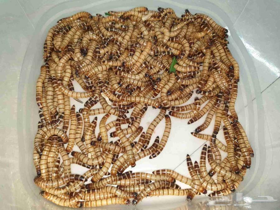 دود عتل سوبر وورم شرق الرياض64226186804738110
