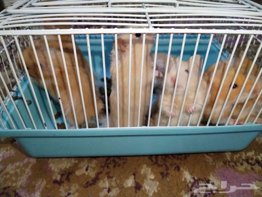 هامستر سوري للبيع64204958314114110