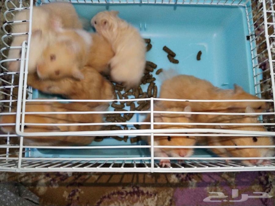 هامستر سوري للبيع64204958314114111