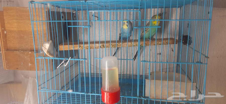 جوز طير الحب حجم هولندي64225774074755113