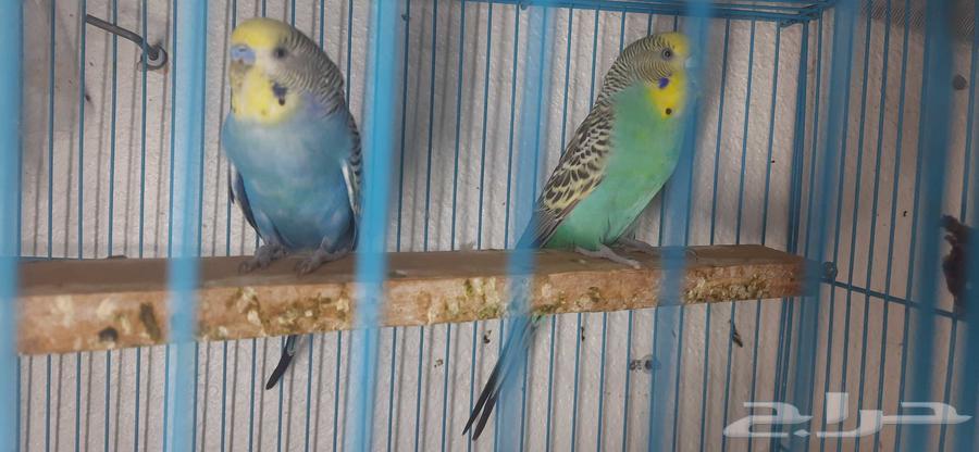 جوز طير الحب حجم هولندي64225774074755110