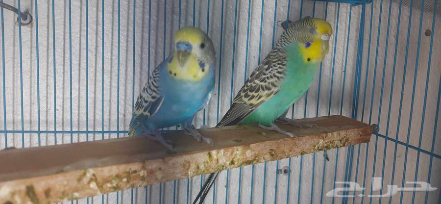 جوز طير الحب حجم هولندي64225774074755112