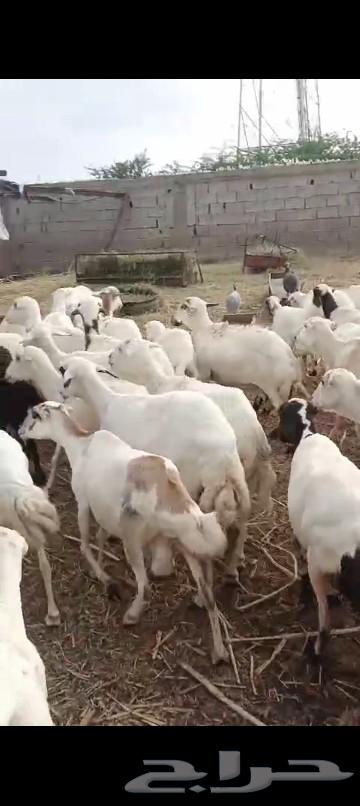 العدد 50 والمدفوع700 قرايب على الشرط.64206742206210111