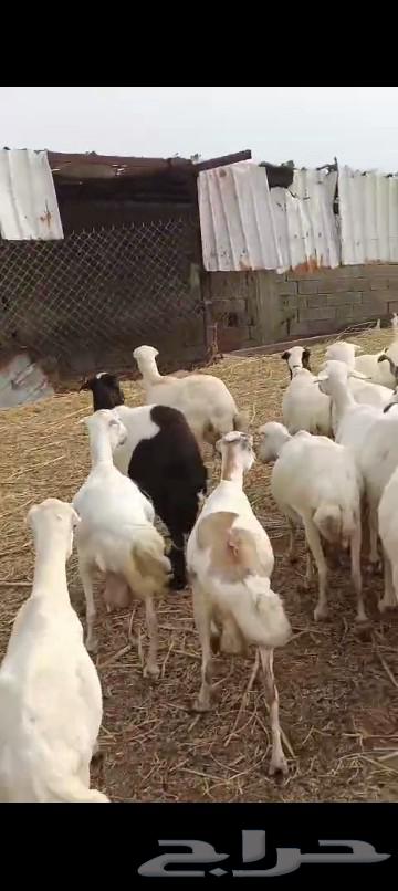 العدد 50 والمدفوع700 قرايب على الشرط.64206742206210112