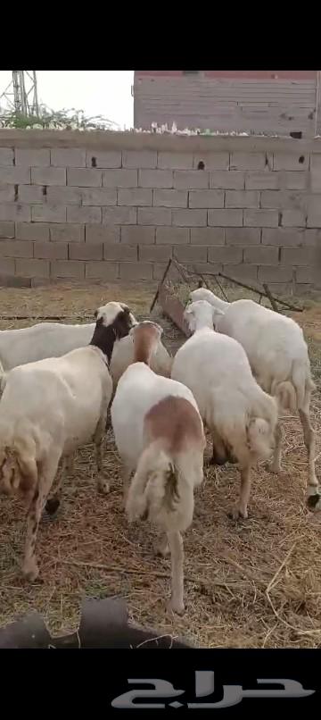 العدد 50 والمدفوع700 قرايب على الشرط.64206742206210114