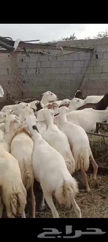 العدد 50 والمدفوع700 قرايب على الشرط.64206742206210113