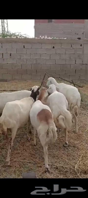 العدد 50 والمدفوع700 قرايب على الشرط.64206742206210110