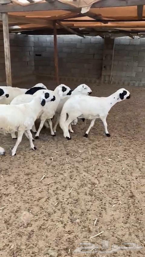 للبيع سواكن بيض   يوجد ذبح وتوصيل .64213597839234110