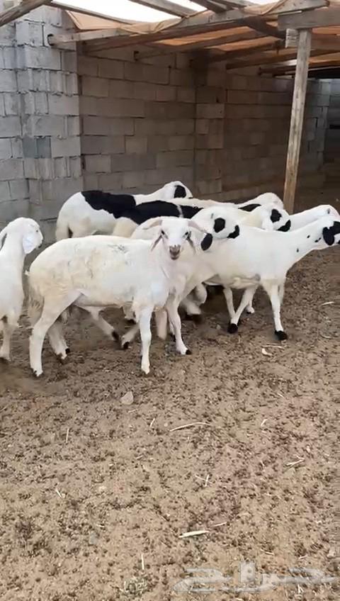 للبيع سواكن بيض   يوجد ذبح وتوصيل .64213597839234112