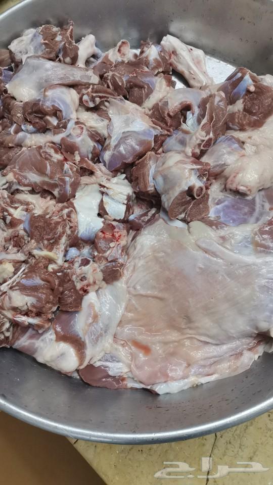 تيوس بلدي شرط ونظييفه وفل شححم64218790425730111