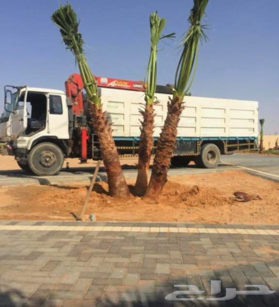 Washingtonia palm trees for sale, Washingtonia palms in Arabic64224686735618114