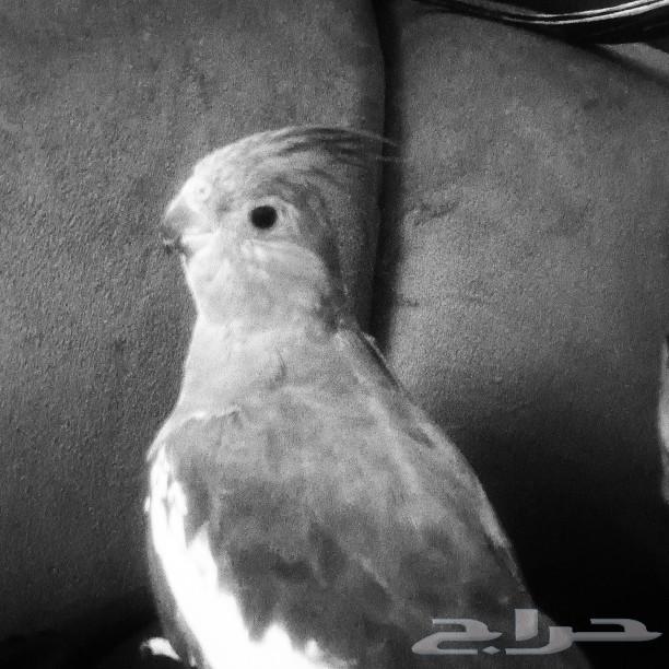 انثى كروان منتجه64205905671683112