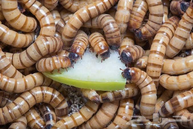 دود عتل سوبر وورم شرق الرياض64226186804738112