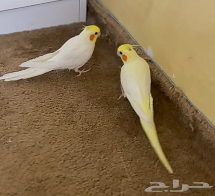 ببغاء كراون64229105247362110