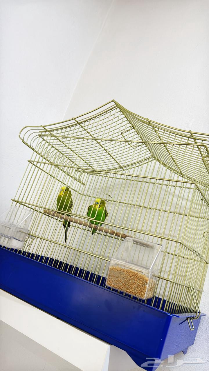 عصافير بادجي للبيع64216597485825111