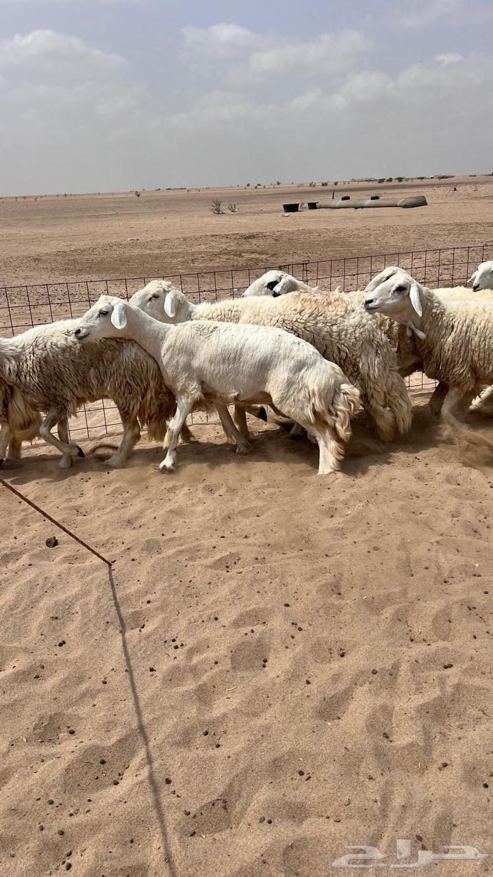 غنم جنب64222320139267113