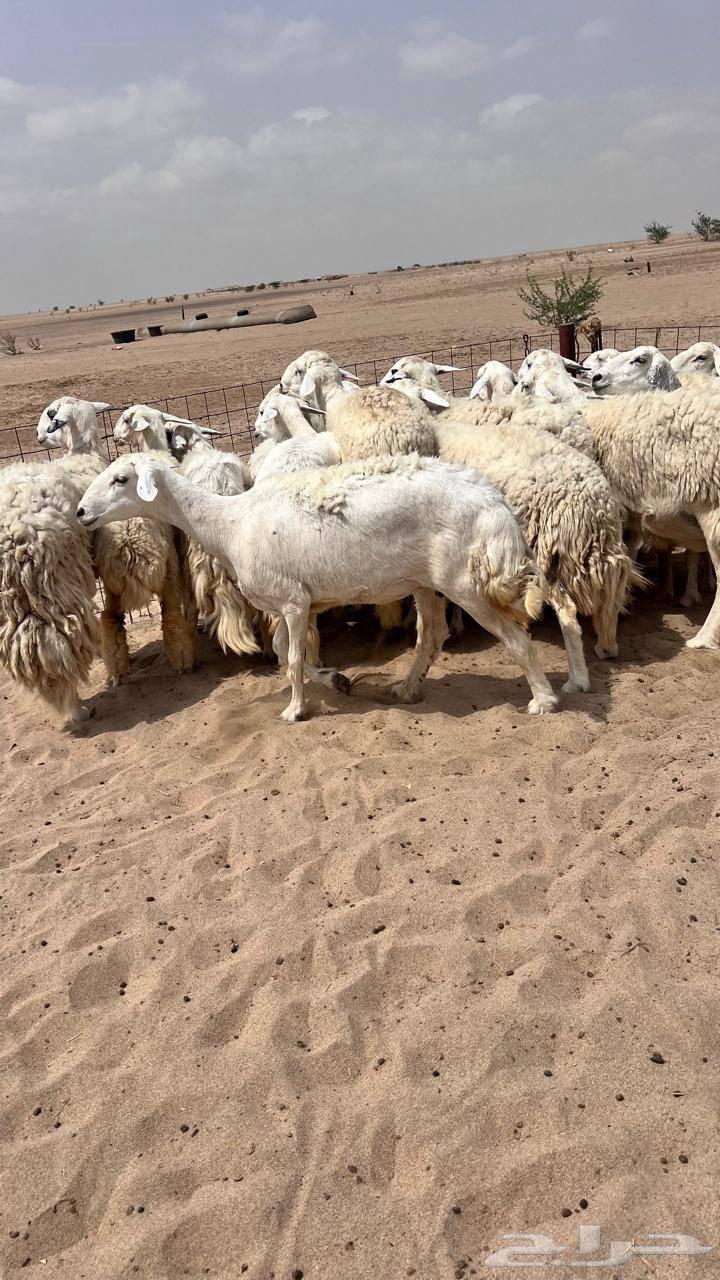 غنم جنب64222320139267114