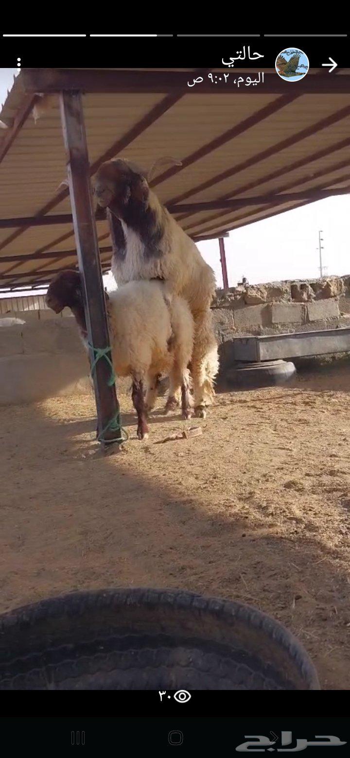 فحل نعيم صنف64213597572097112