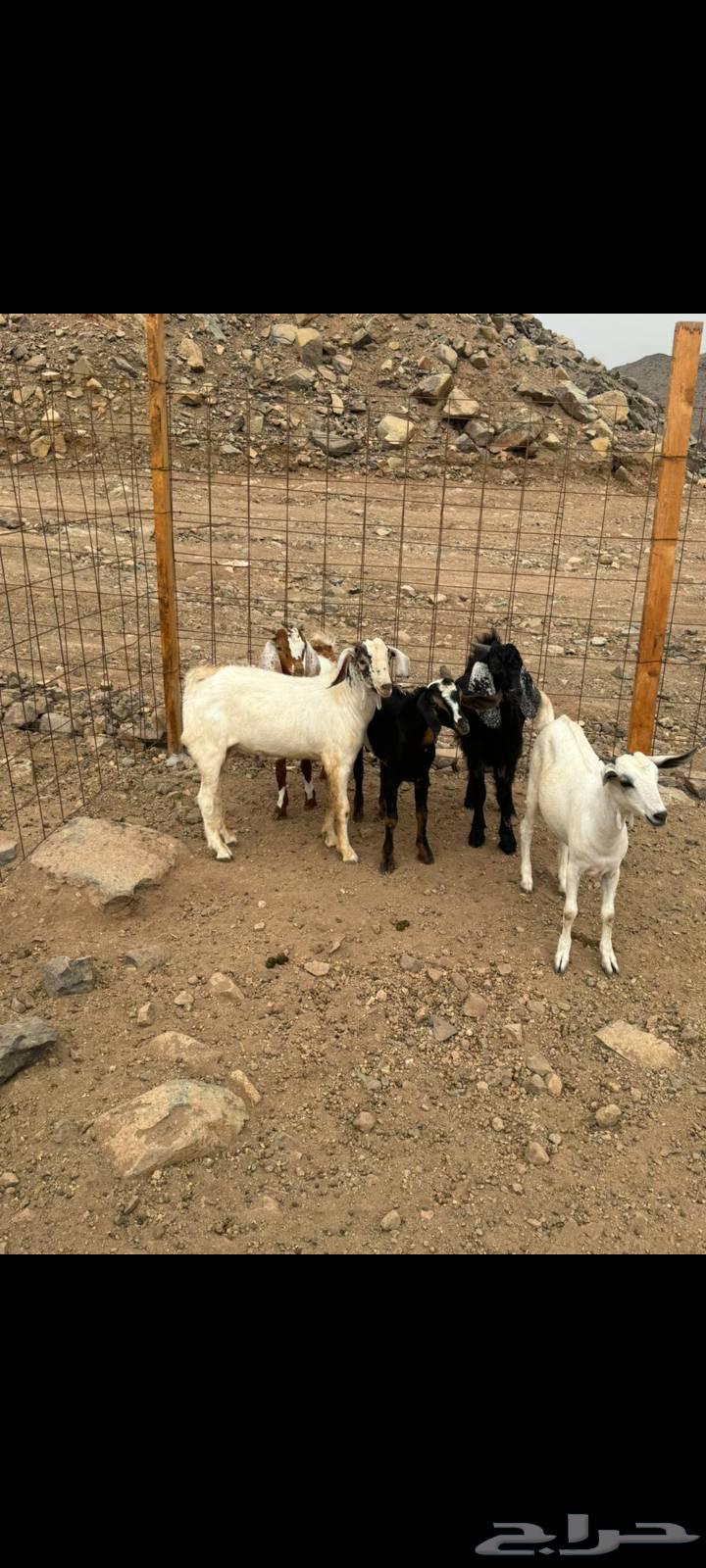 Tios64216118399874111