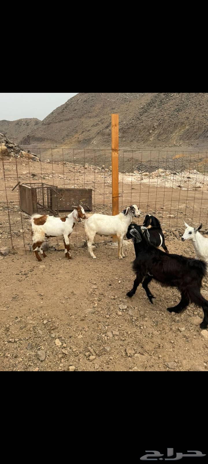 Tios64216118399874110