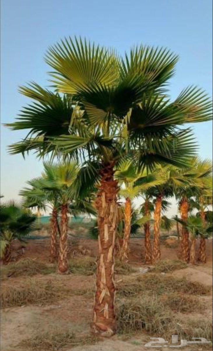 نخل واشنطن زينه64214012504067111