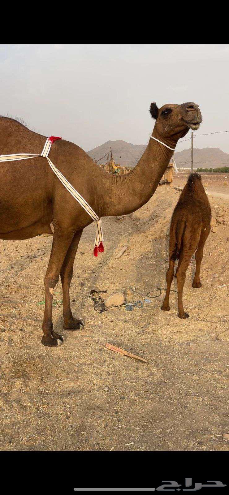 خلفاء صفراء منيحه للبيع الحد 12 تم البيع64226569564930114