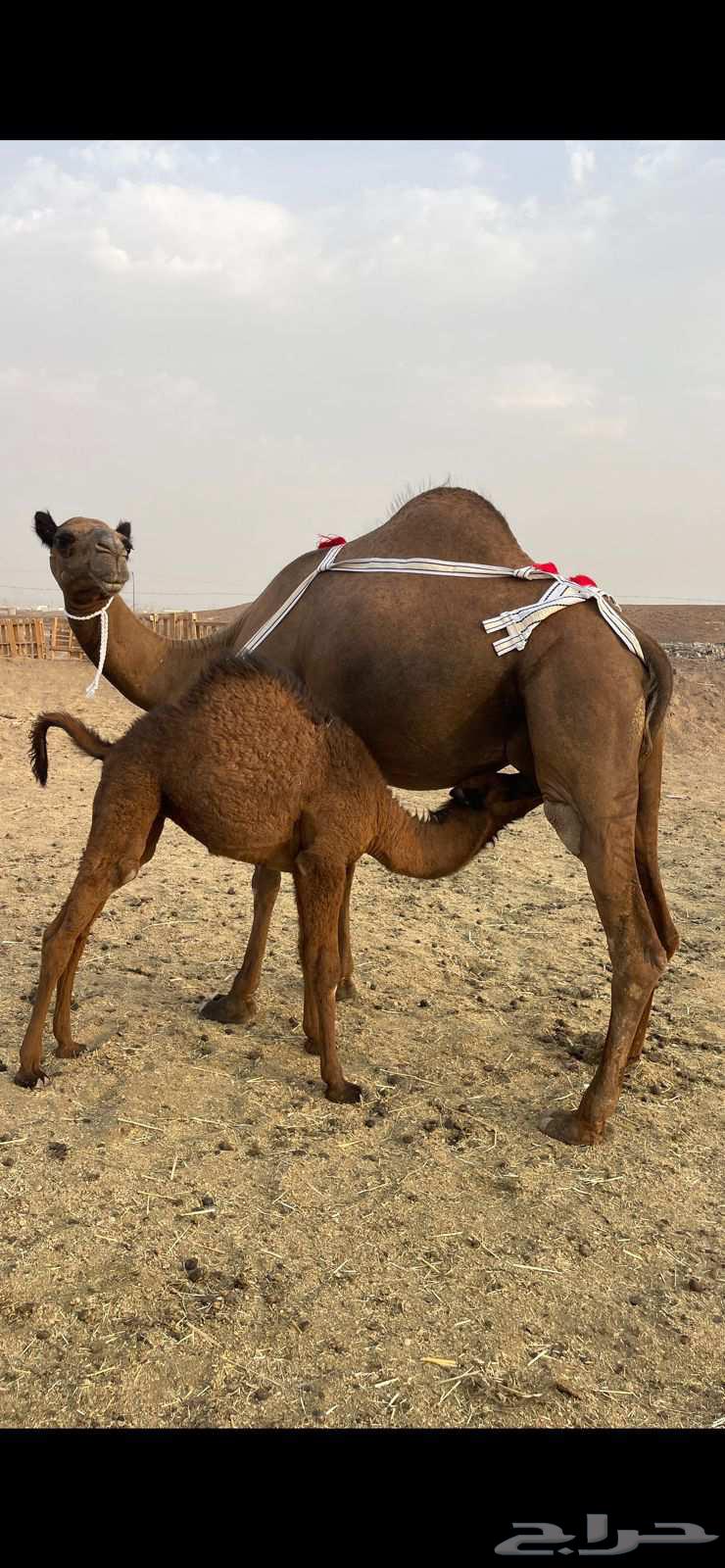 خلفاء صفراء منيحه للبيع الحد 12 تم البيع64226569564930110