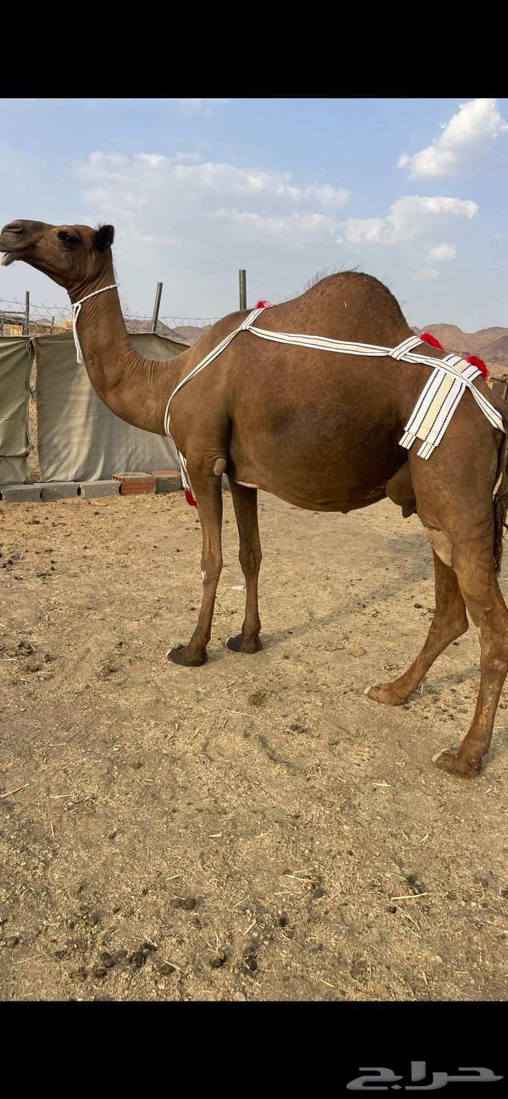 خلفاء صفراء منيحه للبيع الحد 12 تم البيع64226569564930112