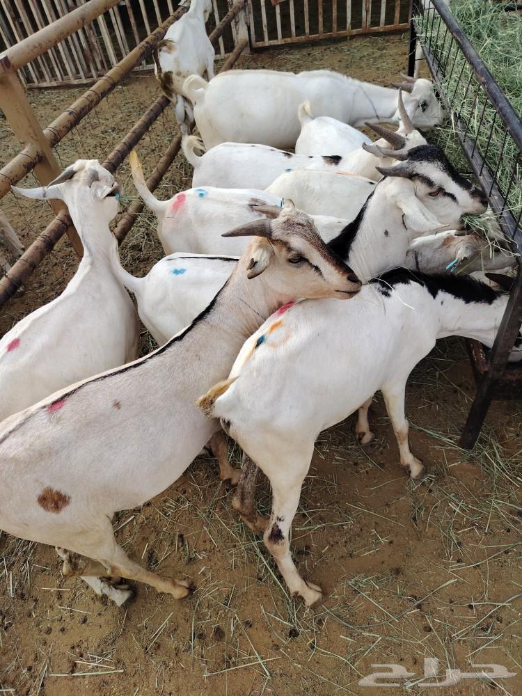 تيوس صوماليه للبيع..صحه ممتازه و اسعار منافسه64217048507779111