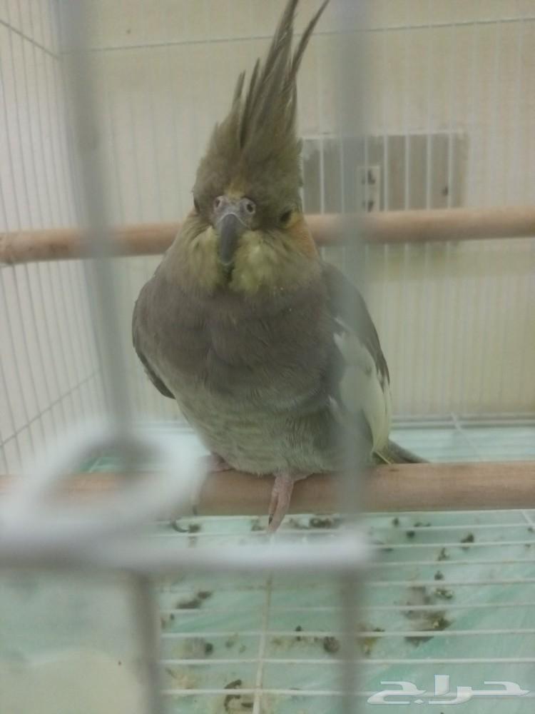 انثى كروان منتجه64205905671683111