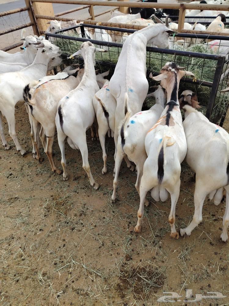 تيوس صوماليه للبيع..صحه ممتازه و اسعار منافسه64217048507779112