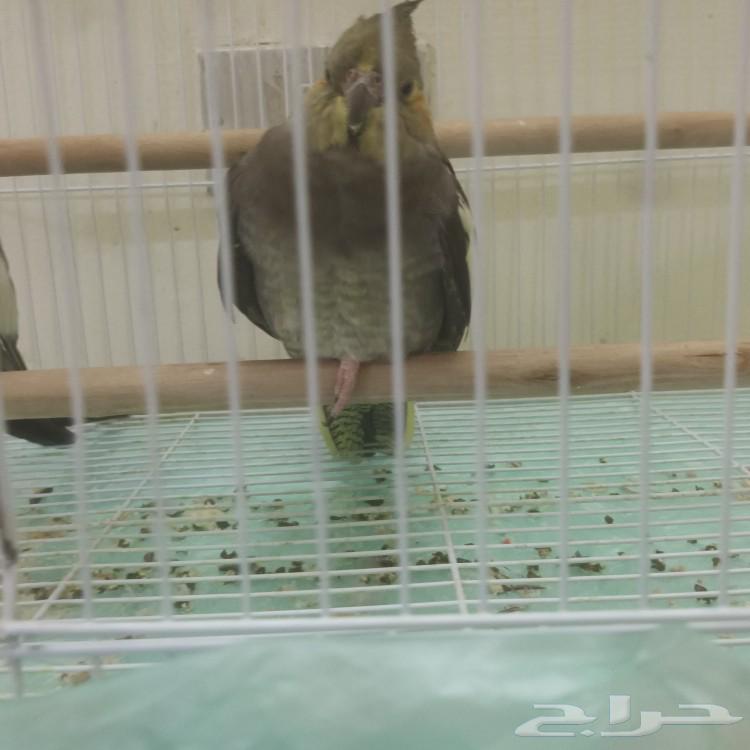 انثى كروان منتجه64205905671683110