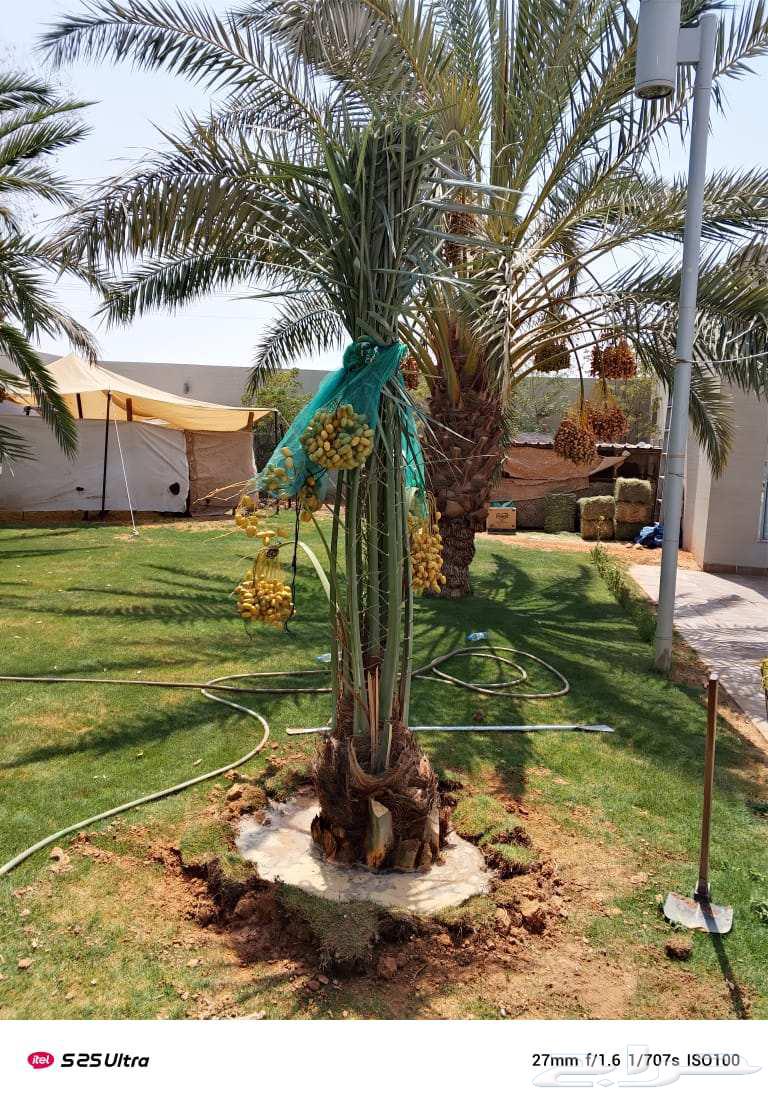 نخل مثمر للبيع اخلاص صقعي هلالي برحي سكري شيشي مجدول روثانه64223641909634111