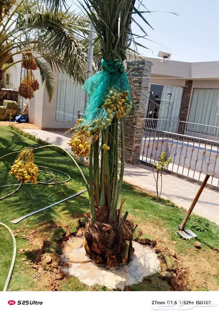 نخل مثمر للبيع اخلاص صقعي هلالي برحي سكري شيشي مجدول روثانه64223641909634110