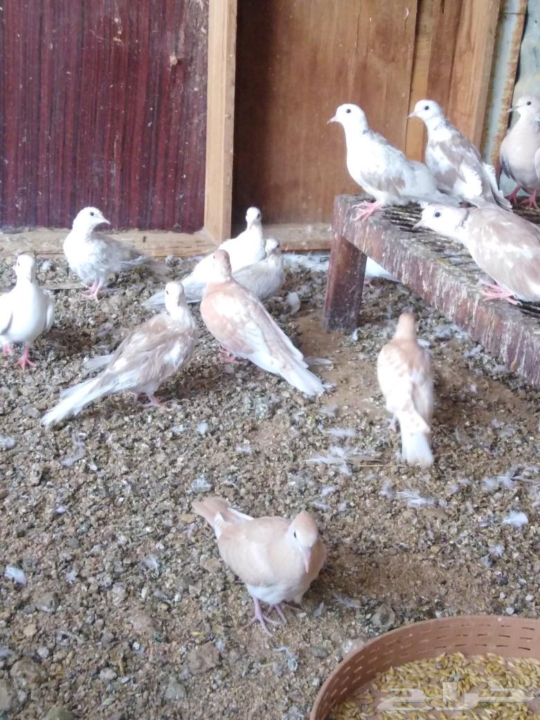 قماري للبيع64217770637827110