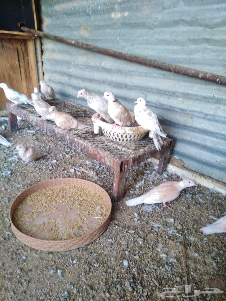 قماري للبيع64217770637827111