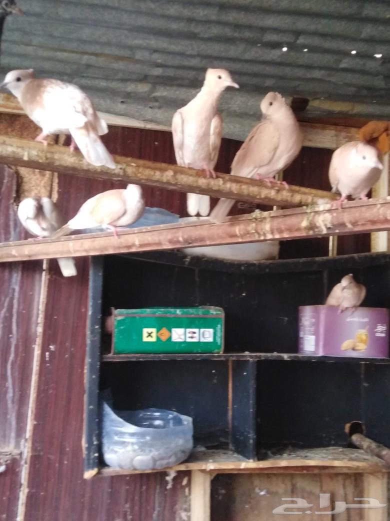 قماري للبيع64217770637827112